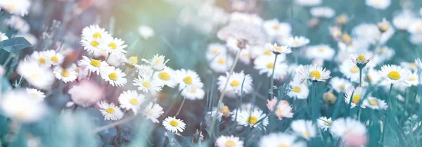 Kvetoucí Medow Floower Sedmikráska Květina Jaře — Stock fotografie