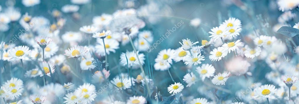 Selective and soft focus on daisy flower, beautiful nature in spring