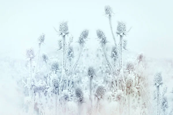 アザミ ゴボウ 朝の霧と牧草地の霜の霜 — ストック写真