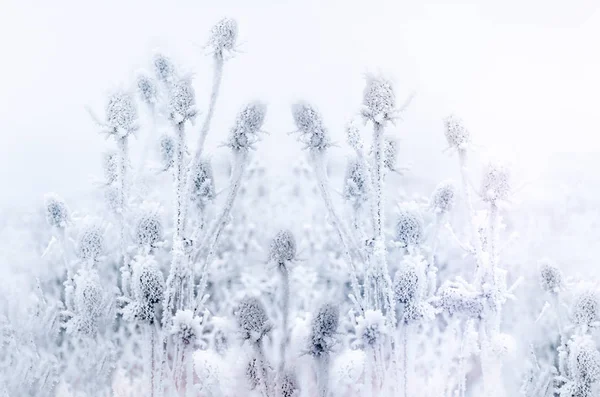 アザミの氷の結晶 ゴボウ 朝の霧と牧草地の霜 — ストック写真