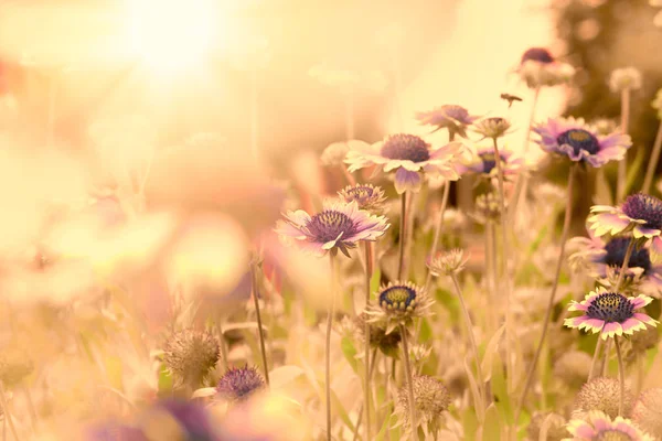 Blommande Gul Blomma Äng Vackra Naturen Våren — Stockfoto