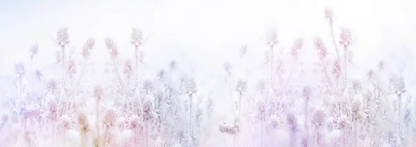 Niebla Matutina Cardo Congelado Cristal Hielo Bardana Hermosa Naturaleza Invierno — Foto de Stock
