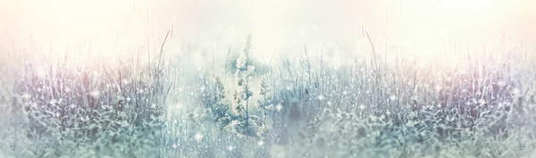 Frosty Dew Grass Meadow Frozen Dew Early Morning — Stock Photo, Image