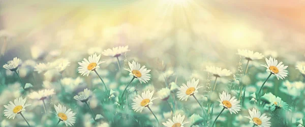 Selective Soft Focus Daisy Flower Daisy Flower Lit Sun Rays — Stock Photo, Image