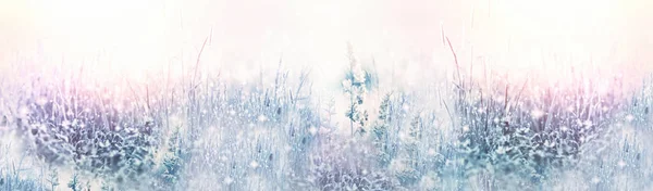 清晨的雾气 薄雾和结冰的露珠 草地上结霜的露珠 — 图库照片