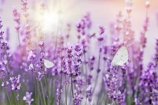Selective Focus Butterfly Lavender Lavander Garden Lit Sunlight Sun Rays — Stock Photo, Image