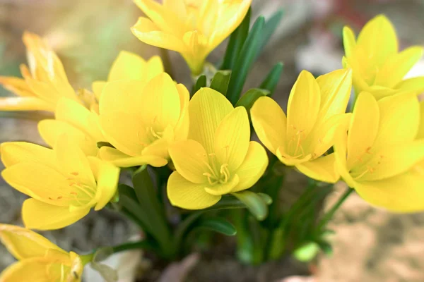 Krokus Safran Schöne Blume Frühling Ein Zeichen Dass Der Frühling — Stockfoto