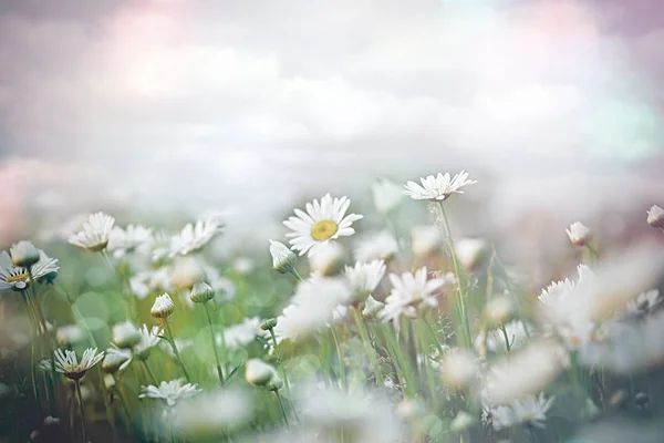 对草地上的雏菊花 美丽的天空和云彩 有选择性的 柔和的关注 — 图库照片