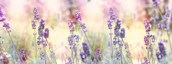 Selektiver Und Weicher Fokus Auf Lavendel Blühende Lavendelblüten Garten — Stockfoto