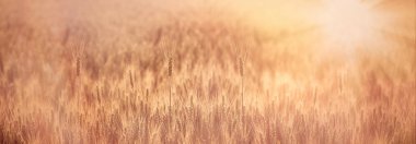 Güneş ışınlarıyla aydınlatılan buğday tarlası, buğday kulağı üzerine seçici odaklanma