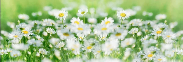 Daisy Květiny Sedmikrásky Květiny Louce Krásná Příroda Jaře — Stock fotografie