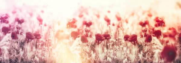 Poppy Flower Flowering Poppy Flowers Meadow Poppy Flower Bloom Lit — Stock Photo, Image