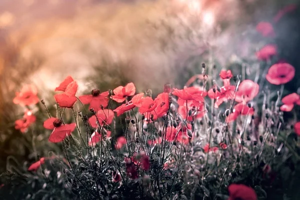 Floração Papoula Prado Flor Papoula Vermelha Selvagem Iluminada Pela Luz — Fotografia de Stock