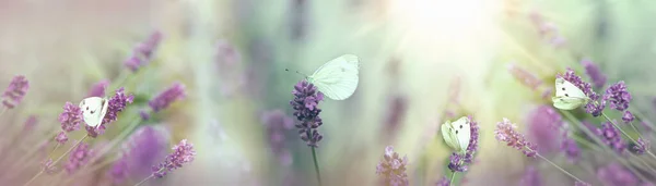 Selective Focus White Butterflies Lavender Garden — Stock Photo, Image