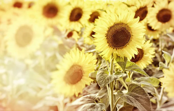Gyönyörű Virág Napraforgó Mezei Közelkép — Stock Fotó