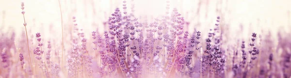 Lavender Flower Selective Soft Focus Lavender Flowers — ストック写真