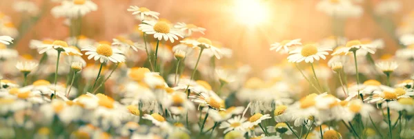 Gänseblümchen Auf Der Wiese Blühende Wilde Kamille Schönheit Der Natur — Stockfoto