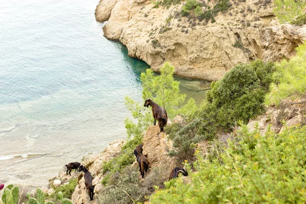 Greek goat on the Thassos island near the sea coast