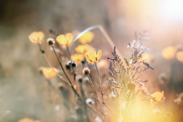 Floración Flor Amarilla Flor Buttercup Iluminada Por Luz Del Sol — Foto de Stock