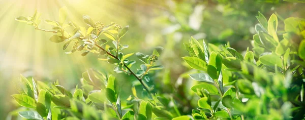 Feuilles Printemps Dans Forêt Éclairée Par Lumière Soleil Belle Nature — Photo