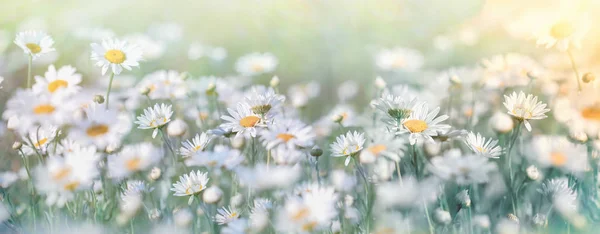 Bella Natura Selettiva Soft Focus Fiori Margherita Nel Prato Fiori — Foto Stock