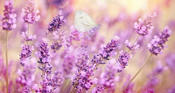 Foco Seletivo Borboleta Branca Lavanda Bela Natureza Verão — Fotografia de Stock