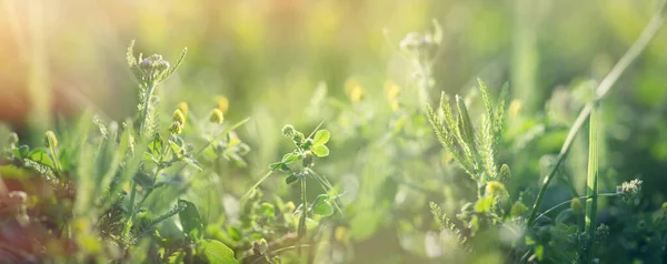 Clover Čerstvá Tráva Jaře Krásná Příroda Louce — Stock fotografie