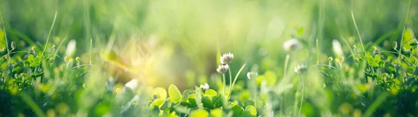 Цветущий Клевер Лугу Весенняя Трава Цветок Клевера Освещенный Солнечным Светом — стоковое фото