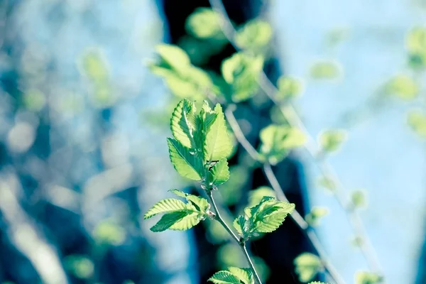 Весенние Листья Ветке Лесу Освещаются Солнечным Светом Весной Красота — стоковое фото