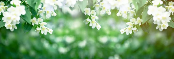 Schöner Duft Von Jasminblüten Breitet Sich Frühling Durch Die Luft — Stockfoto