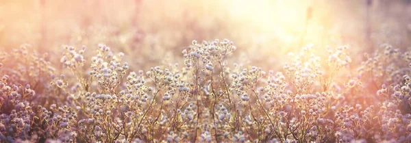 花开的雏菊花 下午晚霞闪耀的小雏菊 落叶的草甸 美丽的风景 — 图库照片