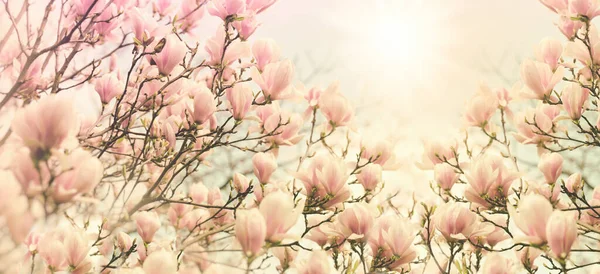 美しい開花マグノリアの花 枝上のマグノリアの花 — ストック写真