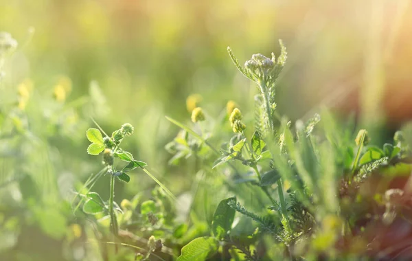 春天美丽的大自然 草甸中的三叶草 — 图库照片