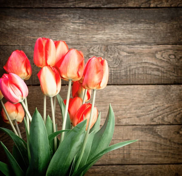 Tulip Wooden Background Beautiful Tulips Spring — Stock Photo, Image