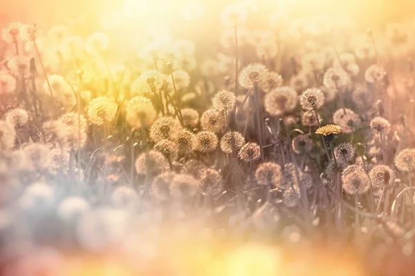 Schöne Natur Frühling Löwenzahnsamen Auf Der Wiese Löwenzahnsamen Späten Nachmittag — Stockfoto