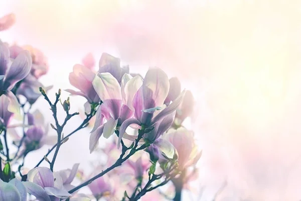 マグノリアの花 枝にマグノリアの花 春の美しい自然 — ストック写真
