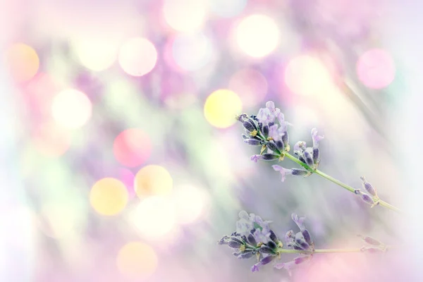 Selective Soft Focus Lavender Flower Lens Flare Background — Stock Photo, Image