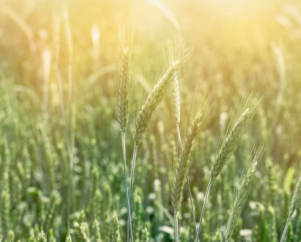 Olgunlaşmamış Yeşil Buğday Tarlası Güneş Işığıyla Aydınlatılan Yeşil Buğday Tarlası — Stok fotoğraf
