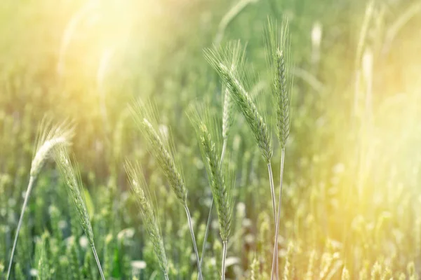 Незрелая Зеленая Пшеница Сельскохозяйственное Поле Обещает Хороший Урожай — стоковое фото