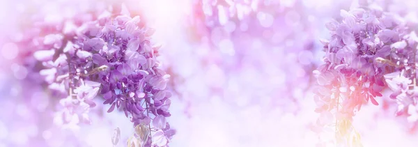 美丽的大自然 开着紫色的花 粉色的花绽放着 背景是晶状体耀斑 — 图库照片