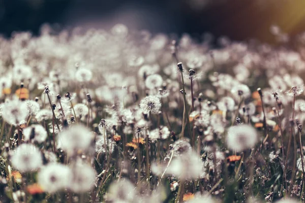 Semi Tarassaco Soffiare Soffiare Palla Nel Prato Bellezza Natura — Foto Stock