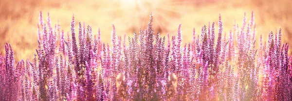 自然界的美丽 美丽的风景 草甸中盛开的紫色花朵 草甸中紫色花朵的夕阳 — 图库照片
