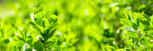 Hermosa Naturaleza Primavera Hojas Jóvenes Primavera Iluminadas Por Luz Del — Foto de Stock