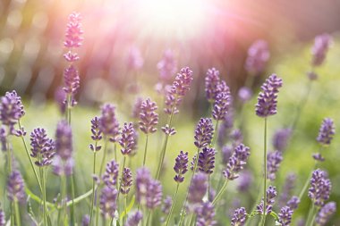 Çiçek bahçesinde lavanta çiçeği, güzel çiçek açan lavanta çiçekleri.