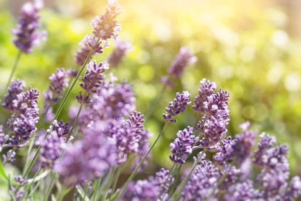 Lavender flower in flower garden, flowering lavender flowers, selective and soft focus on lavender flowers