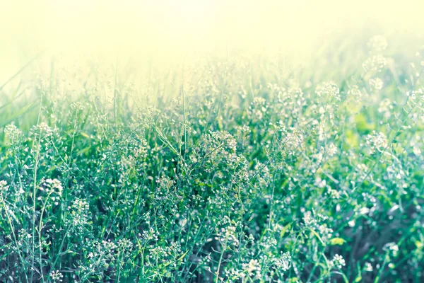 在草地上绽放小白花 在春天美丽的大自然 — 图库照片