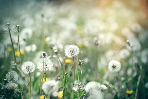 Löwenzahnsamen Flauschige Pusteblume Auf Der Wiese Schönheit Frühling — Stockfoto