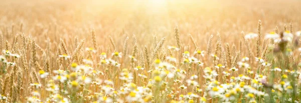 Golden Wheat Field Defocused Chamomile Front Wheat Beautiful Landscape Sunset — Stock Photo, Image