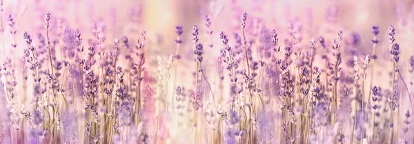 Flor Lavanda Flores Lavanda Iluminadas Por Luz Del Sol Jardín — Foto de Stock