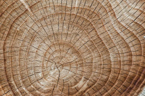 tree cut. annual ring. texture